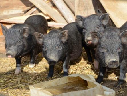 О разведении вьетнамских свиней в домашних услових для начинающего Разведение вислобрюхих свиней в домашних условиях